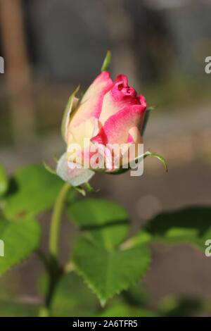 Perfetta estate rosa e giallo listati bocciolo di rosa Foto Stock