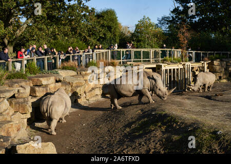 I rinoceronti enclosure nel giardino zoologico di Dublino, Phoenix Park di Dublino, Irlanda. Foto Stock