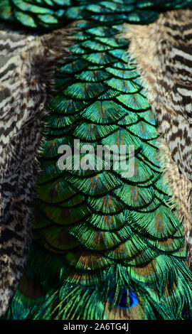 Macro close up fotografia dei maschi di penne di pavone, irridescent blue Foto Stock