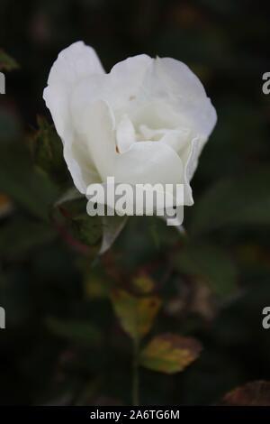 Perfetta estate white rose blossom Foto Stock