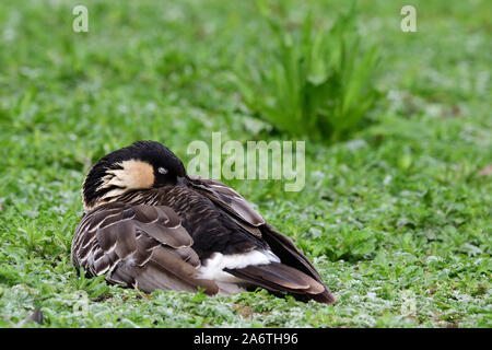 Ritratto di un nene (Branta sandvicensis) dormire sull'erba Foto Stock