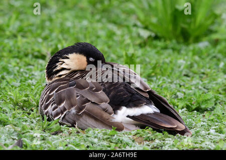 Ritratto di un oca hawaiana (Branta sandvicensis) dormire sull'erba Foto Stock