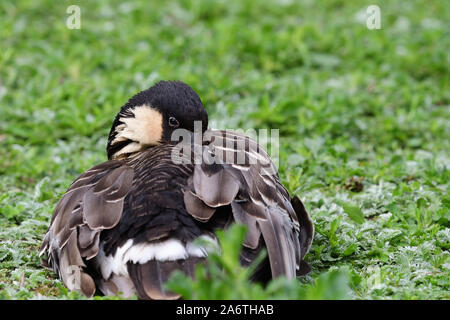 Ritratto di un oca hawaiana (Branta sandvicensis) dormire sull'erba Foto Stock