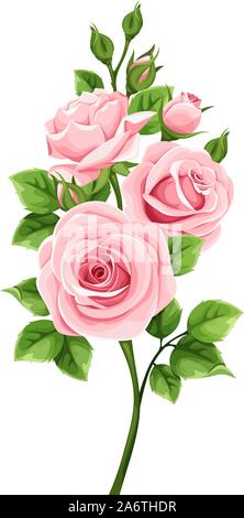 Ramo di vettore di rose rosa isolato su uno sfondo bianco. Illustrazione Vettoriale