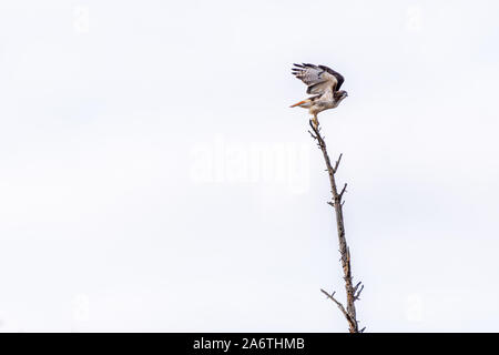 Red-tailed Hawk (Buteo jamaicensis) circa di decollare da un albero morto contro un cielo nuvoloso al Kensington Metropark, Milford, Michigan in autunno. Foto Stock