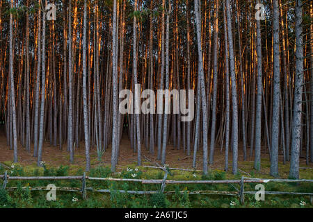 Foresta di pini, giovani e vecchi alberi, ci sono un sacco di tronchi marrone nella foresta. Canada, Montremblan foresta come sfondo Foto Stock