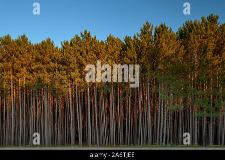 Foresta di pini, giovani e vecchi alberi, ci sono un sacco di tronchi marrone nella foresta. Canada, Montremblan foresta come sfondo Foto Stock