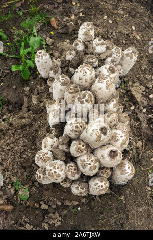 Colonia di funghi Coprinus comatus crescono nel giardino. Vista da sopra Foto Stock