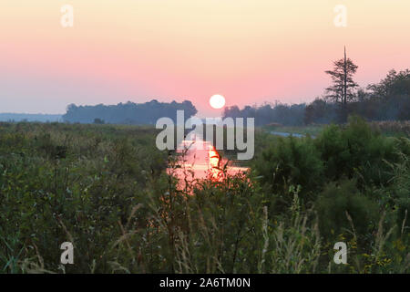 Bellissima alba tra gli alberi al fiume di alligatore Wildlife Refuge, Carolina del Nord Foto Stock