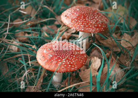 Due rosso brillante toadstools velenosi crescere in una radura punteggiata di caduta foglie di autunno Foto Stock