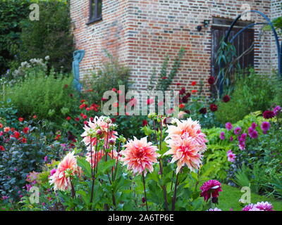 Dahlia labirinto con la sua enorme di pesche fioriture colorate,presenti nel giardino sommerso a Chenies Manor.Il vecchio e restaurato edificio Pavilion come sfondo. Foto Stock