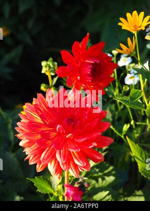 Dahlia rosso vivo in sole brillante a settembre al Chenies Manor Garden. Il sole del pomeriggio catturato nei petali del vermiglio. Foto Stock