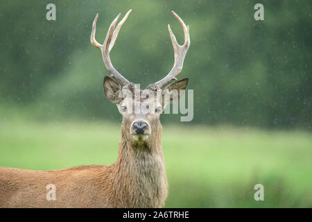 Red Deer Buck Foto Stock