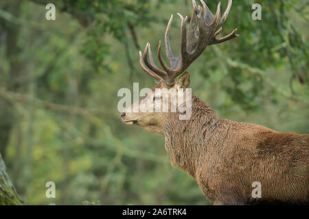 Maschio dei cervi rossi Foto Stock