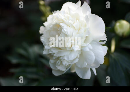 Paeonia Ann cugini. Doppia bianca peonia fiore. Paeonia lactiflora (Cinese peonia o giardino comune peonia). Foto Stock