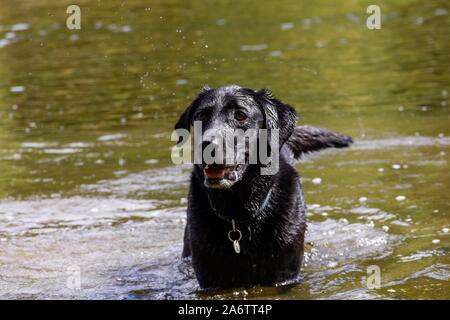 Un ritratto di un nero umido labrador retriever cane in un fiume di giocare e in attesa di giocare fetch con il suo padrone. Foto Stock