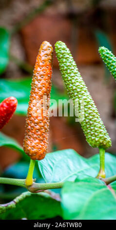 Piper retrofractum o giavanese frutta peperoncino con colori brillanti. Questo impianto viene usato per scopi medici Foto Stock