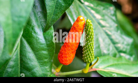 Piper retrofractum o giavanese frutta peperoncino con colori brillanti. Questo impianto viene usato per scopi medici Foto Stock