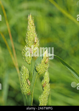 6 campioni di Stenotus binotatus una pianta bug alimentazione di peste sulla maturazione dei semi di prato verde in pieno sole Cumbria, Inghilterra, Regno Unito Foto Stock