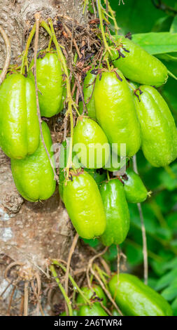 Averrhoa blimbi frutti appeso sull'albero. Questo frutti ha effetto medicinale e utilizzato dal Sud Est Asiatico comunità Foto Stock