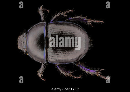Anoplotrupes stercorosus, dor beetle, è una specie di terra-noioso dung beetle. Skogstordyvel Foto Stock