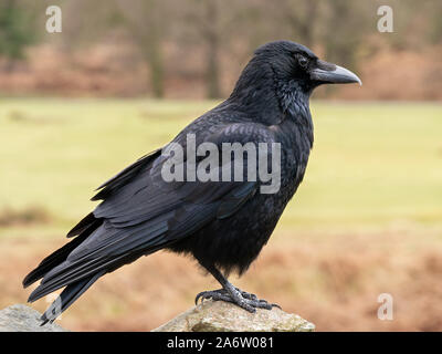 Uno nero comune uccello Corvo Imperiale (Corvus corax) noto anche come un Northern Raven, England, Regno Unito Foto Stock