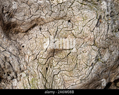 Primo piano della deformità Burl sul tronco della quercia antica struttura in inglese Foto Stock