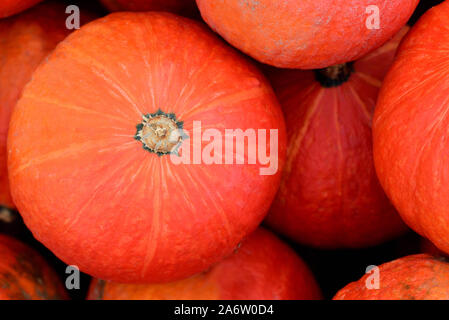 Sfondo rosso con zucche di Hokkaido che giacciono brilla al sole, per mangiare Foto Stock