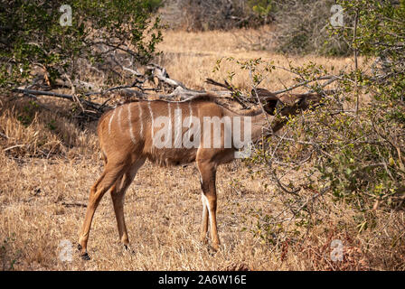 Una femmina di maggior Kudu (Tragelaphus strepsiceros) Foto Stock