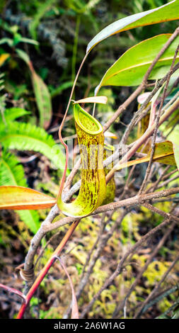 Nepenthes nel selvaggio. Pianta carnivora. Coppe di scimmia del Borneo Foto Stock