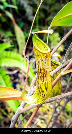 Nepenthes nel selvaggio. Pianta carnivora. Coppe di scimmia del Borneo Foto Stock