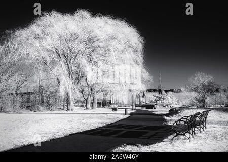 Panchine e alberi inizio a fiorire prima dell'inizio della primavera. Foto Stock