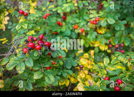Rosa rugosa rosa anca bush durante l'autunno con luminosi colorati di rosso hips in un giardino in Inghilterra, Regno Unito Foto Stock