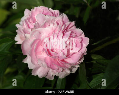 Paeonia lactiflora Sarah Bernhardt. Doppia Peonia Rosa fiore. Paeonia lactiflora (Cinese peonia o giardino comune peonia). Foto Stock