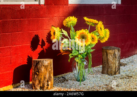 Disposizione di semi di girasole Foto Stock