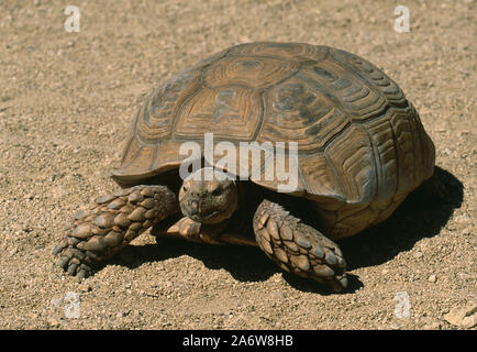 GIGANTE AFRICANO, SPRONATO o SAHEL TORTOISE Centrochelys (Geochelone) sulcata, scalato le elime, il terzo tipo più grande di tartaruga terrestre nel mondo. Foto Stock