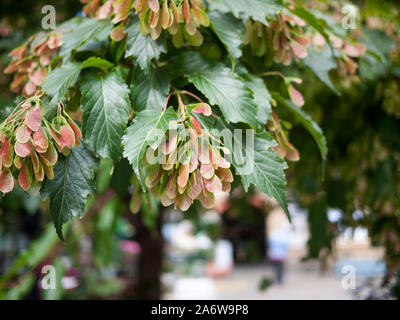 Foglie e samara di un acero di Amur (ager ginnala) street tree, Herne Hill, London SE24 Foto Stock