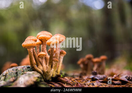 Gruppi di funghi in close-up basso angolo bello sfondo morbido bokeh in scenario della foresta lascia sul terreno Foto Stock