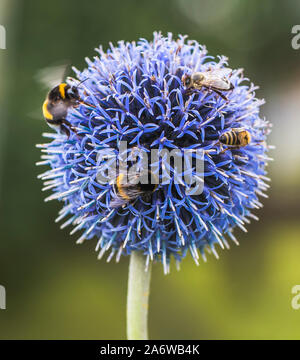 Bombi e api su Echinops o Globe Thistle. Verde sfondo sfocato. Foto Stock