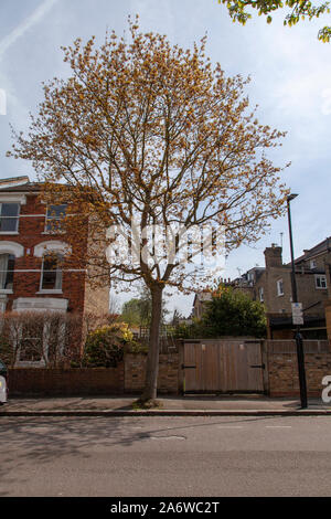 Crimson King viola-lasciava una cultivar di Norvegia maple (Acer platanoides) albero Street, London N4 all'inizio della primavera Foto Stock