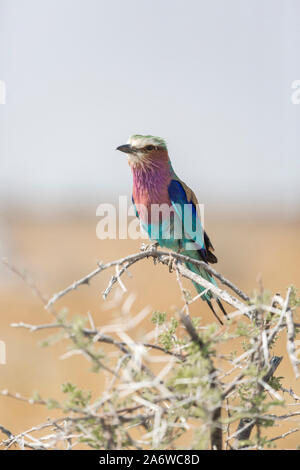 Lilac breasted rullo (coracias caudatus caudatus) in Etosha National Park, Namibia Foto Stock