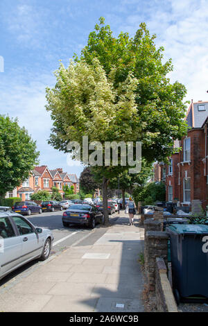 Norway maple urban tree, London Foto Stock