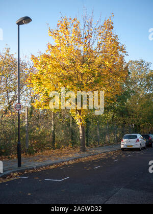 Norvegia (acero Acer platanoides) albero Street, Londra N19 in autunno Foto Stock