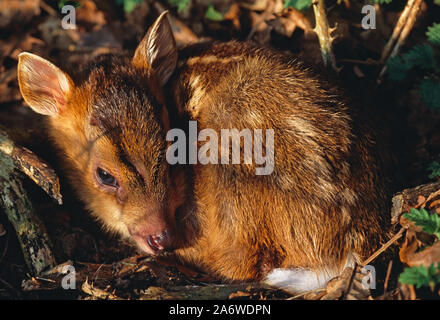 REEVE'S MUNTJAC DEER, fulvo, neonato (Muntiacus reevesi). Foto Stock