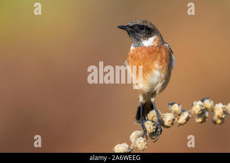 European Stonechat (Saxicola rubicola), maschio adulto appollaiato su uno stelo, Campania, Italia Foto Stock