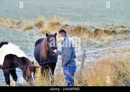 Akureyri, Islanda. Tourist amicizie con cavalli islandesi lungo un coperto di brina del pascolo del filo spinato nei pressi di Akureyri nel nord dell'Islanda. Ho Foto Stock