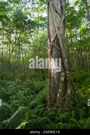 Cipresso calvo TREE (Taxodium distichum) con Strangler Fig (Ficus aurea) in estate presso sunrise, cavatappi palude Santuario Audubon, nr. Naples, Florida, Foto Stock