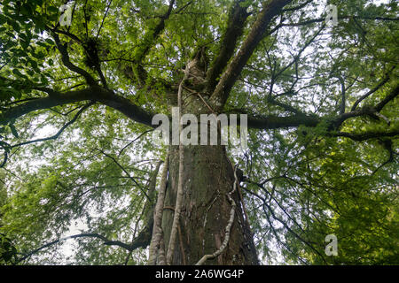 Cipresso calvo TREE (Taxodium distichum) con Strangler Fig (Ficus aurea) in estate, cavatappi palude Santuario Audubon, nr. Naples, Florida, Stati Uniti d'America. Foto Stock