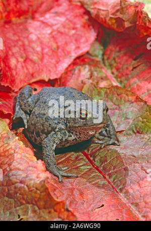 Il rospo comune Bufo bufo sul Dock rosso lascia Foto Stock