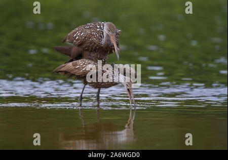 Limpkin (Aramus guarauna) coniugata, Myakka River State Park, Florida, Stati Uniti d'America. Foto Stock